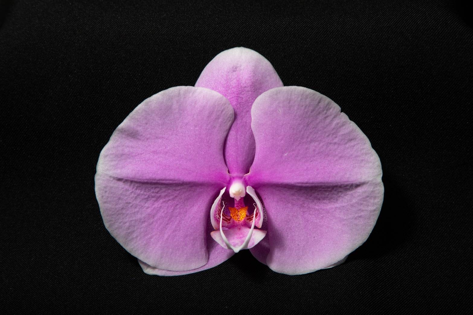 Pink orchid